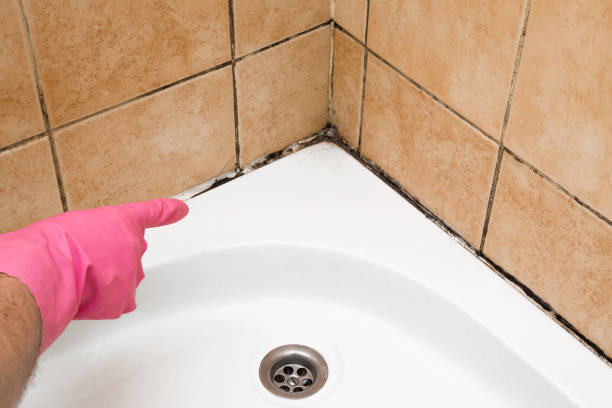 Best Mold Testing and Inspection Services in Hattiesburg, MS